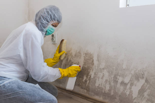 Best Attic Mold Removal  in Vanceburg, KY