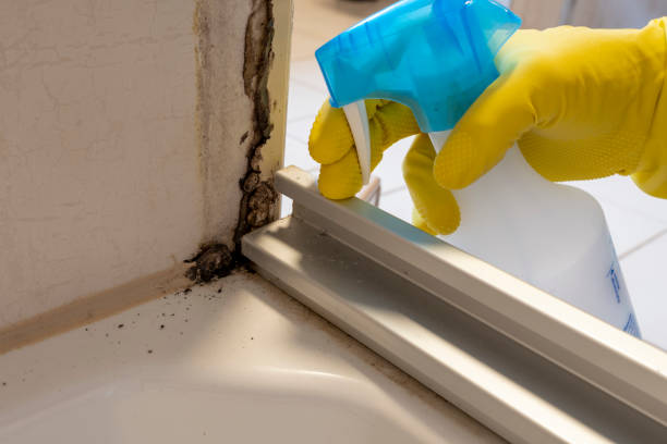 Best Office Mold Removal Services  in Vanceburg, KY