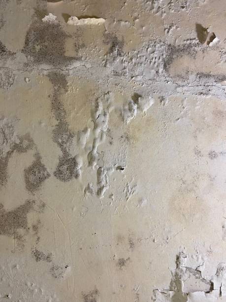 Best Black Mold Removal  in Vanceburg, KY