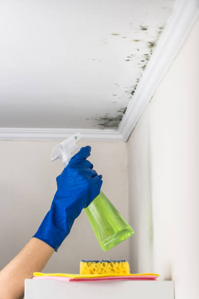 Mold Removal and Inspection in Vanceburg, KY